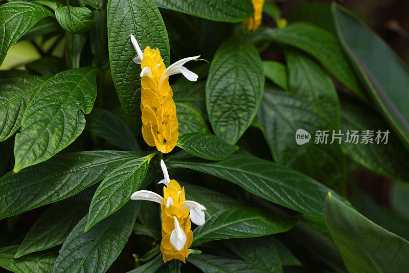 棘科Pachystachys lutea -金虾